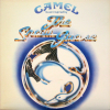 The Snow Goose